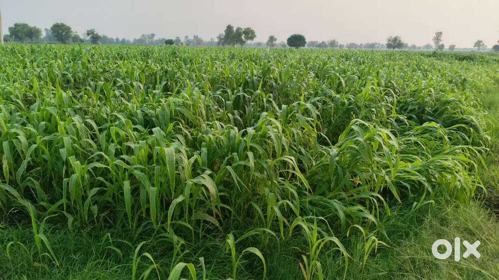 हरे चारे के लिए ज्वार