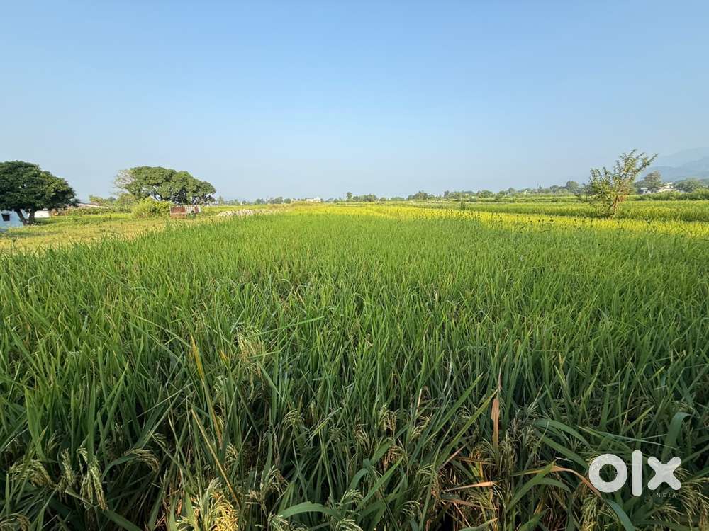 Agricultural land available for lease in Kotabagh, Nainital
