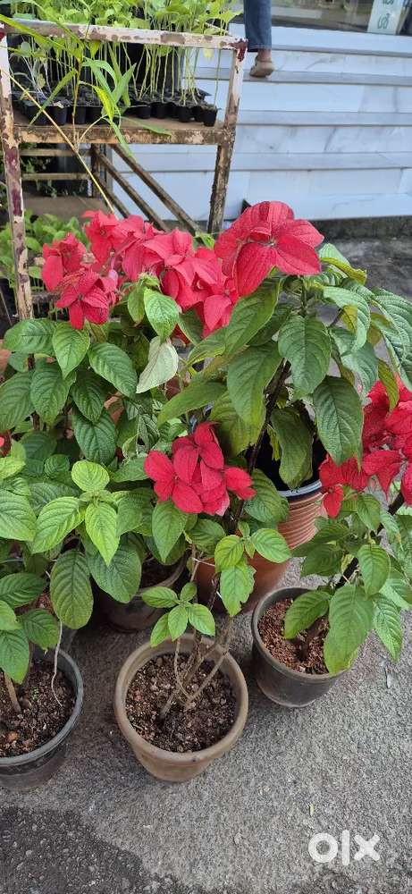 Shop for Rent in Main Road Chinnakada Kollam