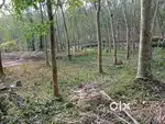 57 cent plot with un-tapped rubber trees, coconut trees,located in KKd