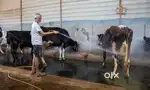 STAFF FOR DAIRY