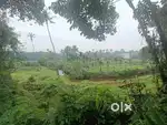 PALLIKKARA ERUMELY 27 CENT NEAR PADDY FIELD