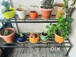 Sturdy 2-Tier Metal Plant Stand  Large Size (124x63x64 cm)