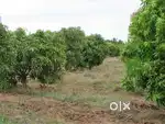 Agri land with various crops