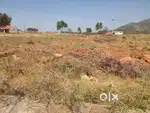 11 Acre vacant agriculture land for sale near nilakottai, dindigul