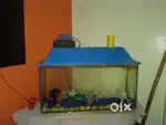 Fish aquarium