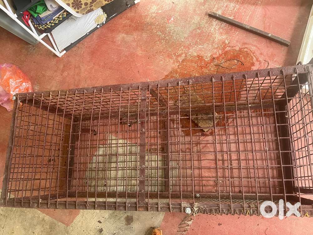 Pet  iron box