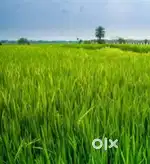 রাস্তার ধারে জমি 2.5 কাঠা বিক্রি আছে দলিল পরচা সব ওকে