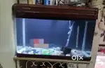 Selling my important aquarium