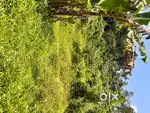 Residential Land for Sale  Prime Location  Clear Title