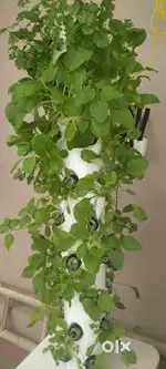 Aeroponic Tower