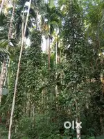 2 Acre Agriculture Farm for Sale at Paivalike