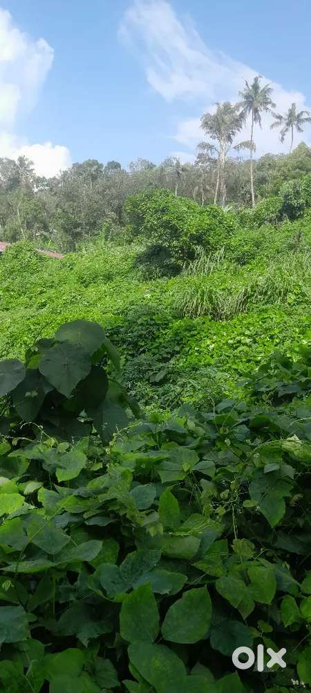 കൂത്താട്ടുകുളം ടൗണിൽ നിന്നും 300 മീറ്റർ മാത്രം.