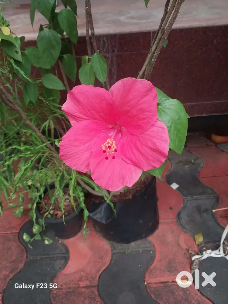 Special security services