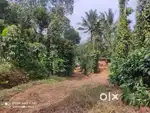 95-Cent Plot with House for Sale in Ayanikkal, Periya Wayanad