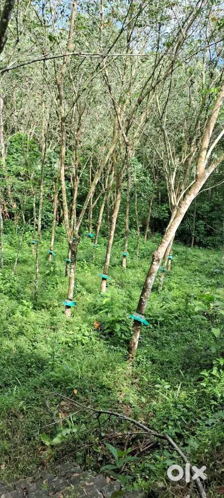 50 cent land with road access - 1 lakh per cent(negotiable)