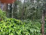 37 Acres Plantation for Sale – Belur