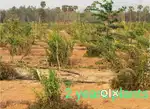 VSP-SKLM NH16 Highway Near Farm Land Sale Bhogapuram