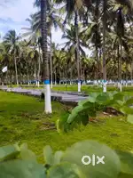 Cocount Farm near pollachi road