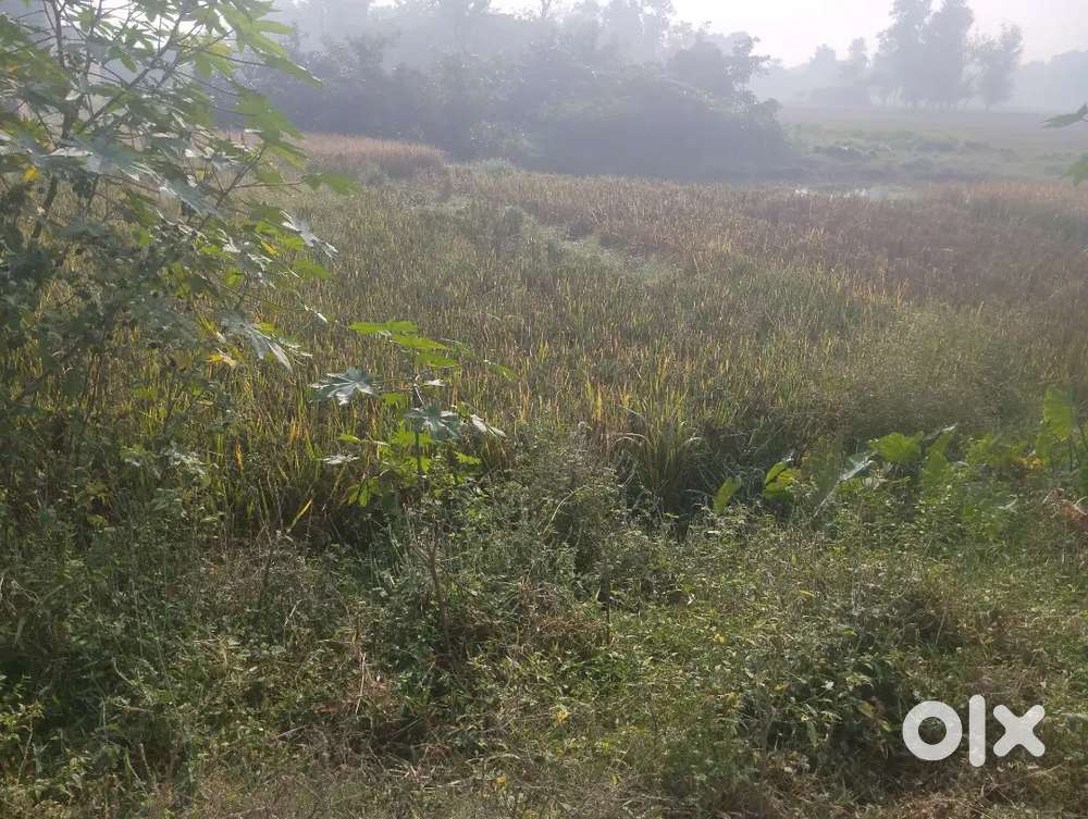 Jameen jugauli me hai piprahiya bajar sonauli