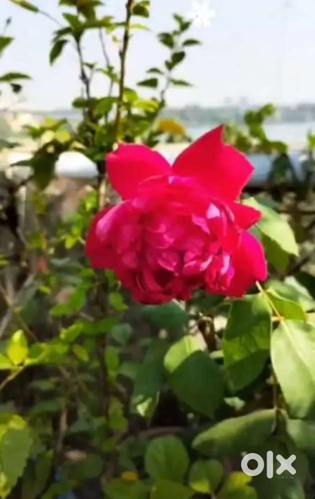 Urgently selling 30+ plants with pots