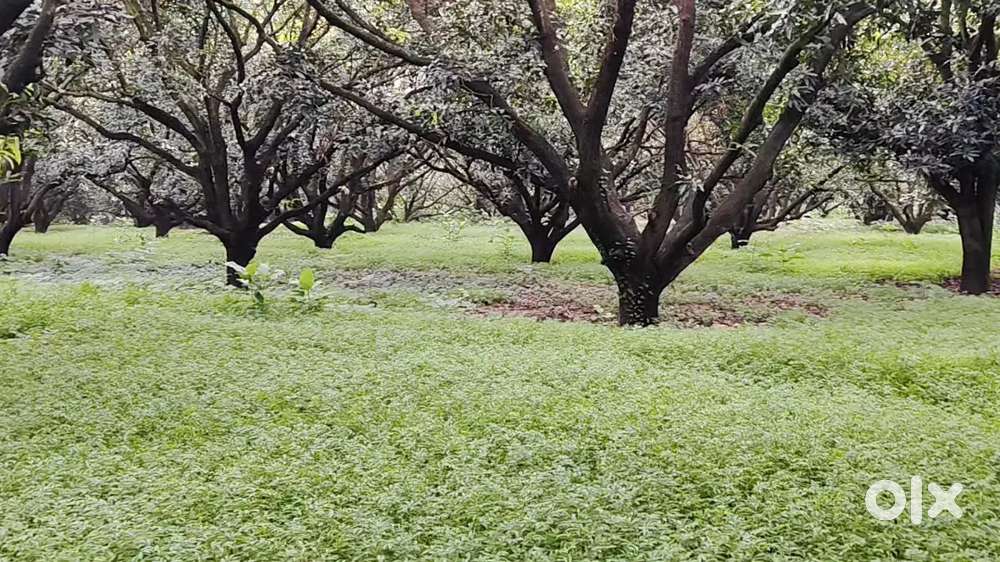 सीमित ऑफर  एग्रीकल्चर, रेज़िडेंशियल और कमर्शियल जमीन एक साथ मे
