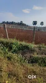 Tar rood face coconut & agriculture property sales