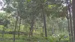 Kuravilangad vayala 1 acre 60 cent, asking price 35000 per cent,