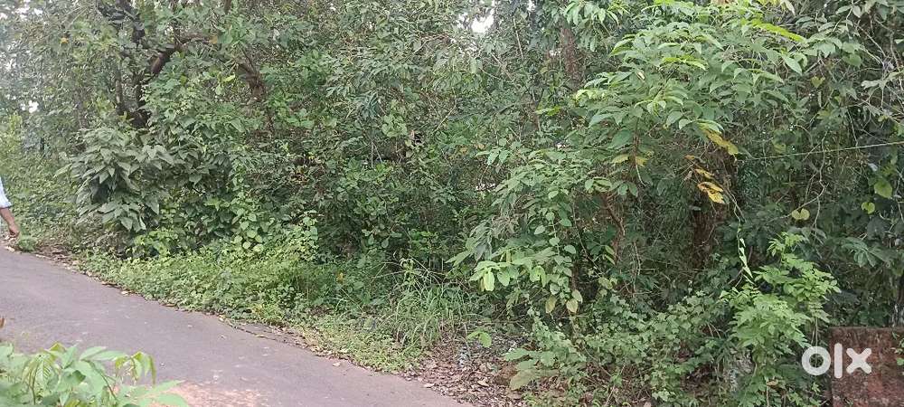 Mavilayi 24 cent Plot, 1.200 MTRS away from munnu periya main road.