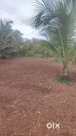 14 guntte Niravari land+ 30 coconut tree