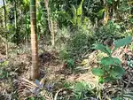 25 Cent Land for Sale, Chittarikkal