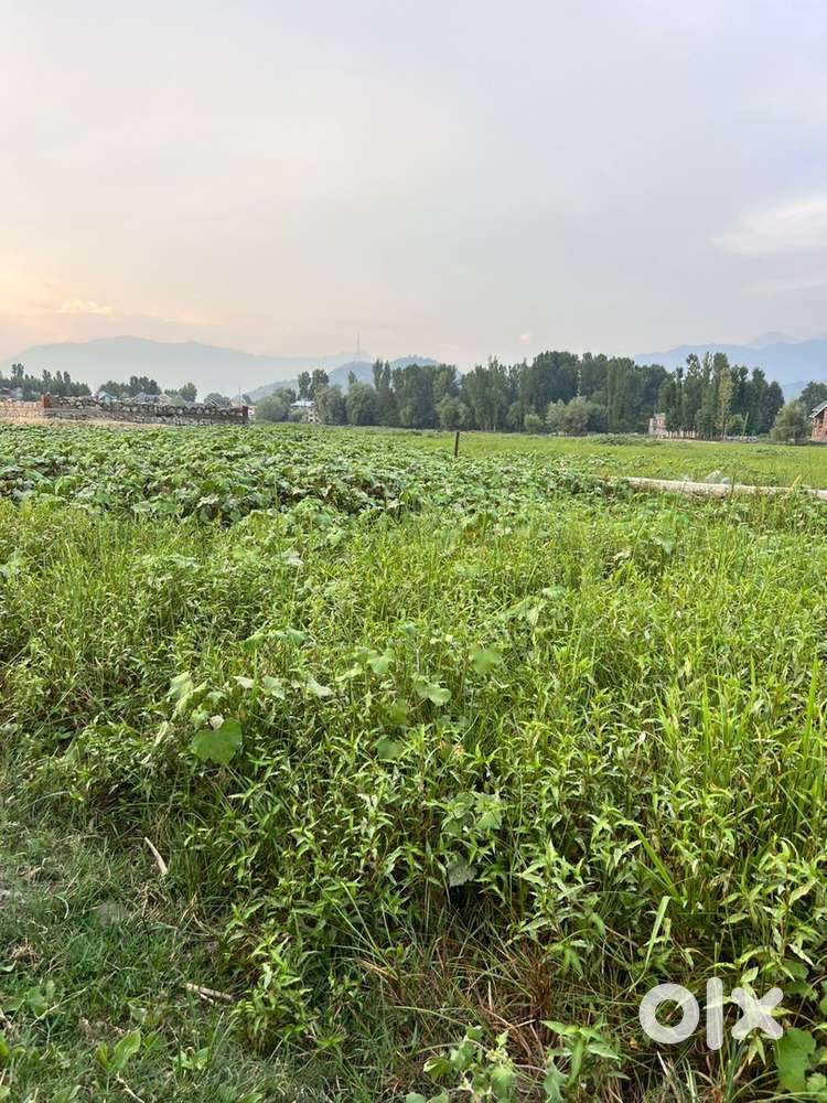 Land for sale on urgent basis 7 marlas