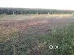 12 guntas kothapalli to mothe damber road agriculture land