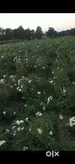 Agriculture lend