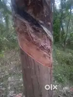 Rubber estate