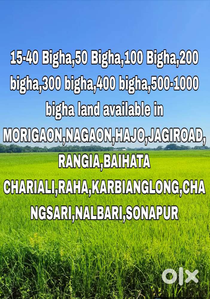 15 bigha to 1000 bigha commercial land available in Assam