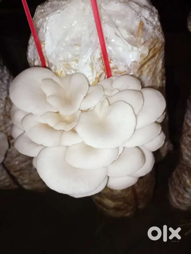 মাশরুম ঘরের কাজের জন্য একজন পুরুষ দরকার. থাকার ব্যবস্থা আছে