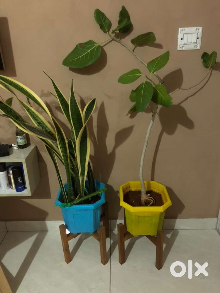 Snake plant and banyan tree