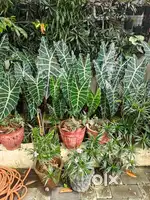 Nursery sales girl