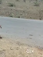 Dabra jhasi by pass road se 500 mt ki duri par main road se sanichara