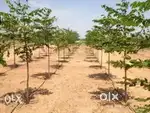 Agriculture lands for sale