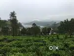 Vagamon pulinkatta 50 Cent LA Pattayam Land For sale