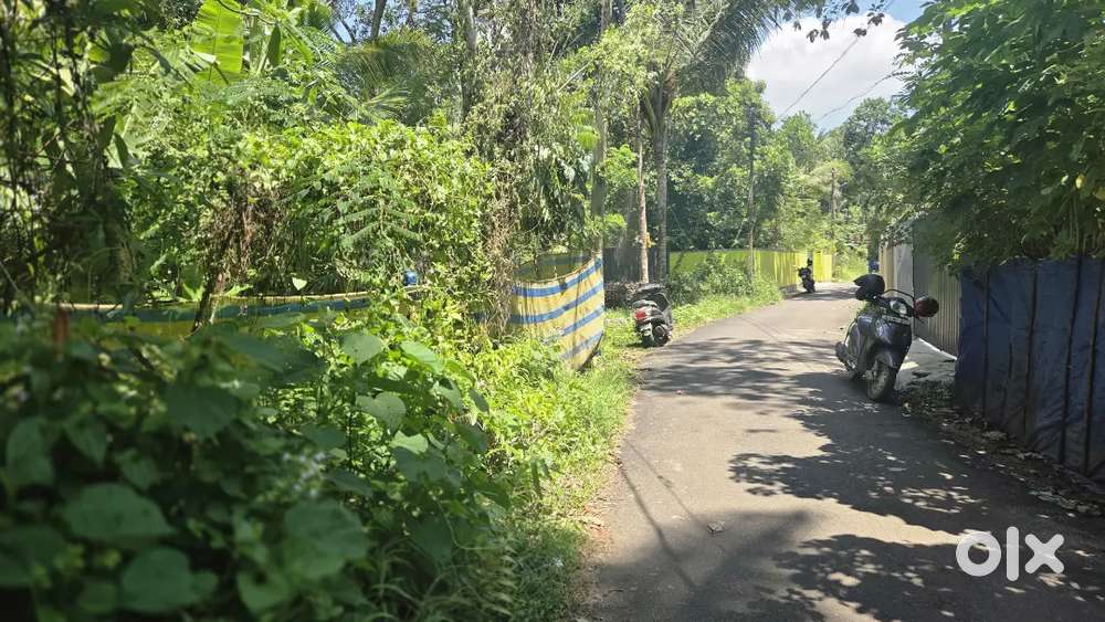 5,5 cent plot തുറവൂർ അമ്പലത്തിലെ കിഴക്ക് വശം 1 km