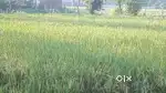 Land for sale house and majra