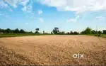 1500/3000 SQ A best Plot for sale in near Halduchaur