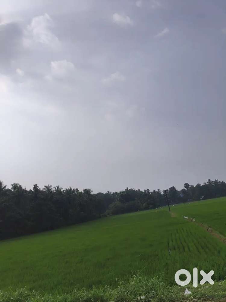 മനക്കൊടി പുള്ള് ഭാഗത്ത് നെൽകൃഷിയുടെ വില്പനയ്ക്ക് ഏഴര പറ വ 75 സെന്റ്