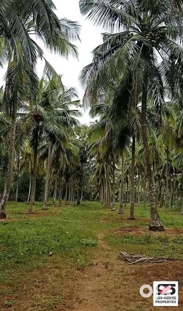 Coconut farmland for sale in Kozhinjampara, Palakkad