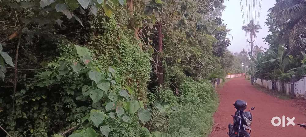 House plots for sale ijk near avittathur. Kottanaluor