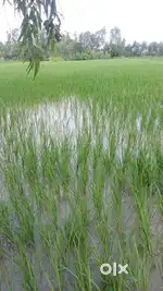 Plot  For sale