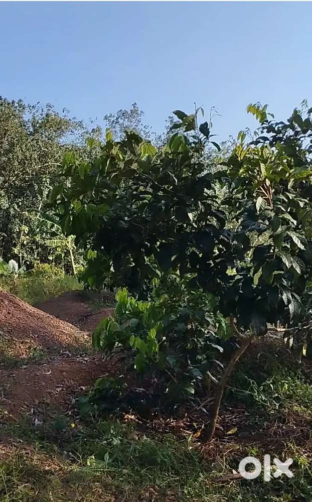 Dry land suitable for villas or for farming or for other projects